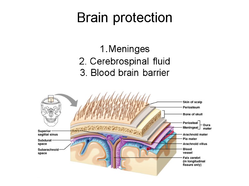 Brain protection  1.Meninges 2. Cerebrospinal fluid 3. Blood brain barrier